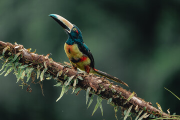 Collared Aracari