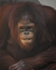 Closeup portrait of an orangutan. Wild beauty of a human-like monkey. Expressive face of a great ape, 11 September 2024 Indonesia