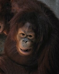 Closeup portrait of an orangutan. Wild beauty of a human-like monkey. Expressive face of a great ape, 11 September 2024 Indonesia