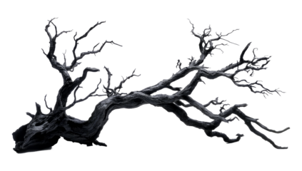 old dead spooky tree isolated on white or transparent