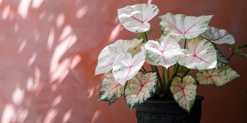 Exquisite Caladium White Queen plant showcasing white leaves with delicate pink veins elegantly displayed in a black flower pot on a balcony