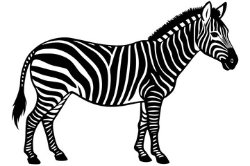 zebra animal, zebra illustration white background