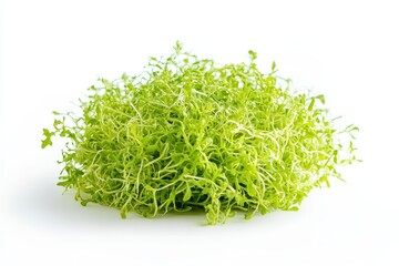 A vibrant pile of fresh frisee lettuce, perfect for adding a unique texture and flavor to your salads, soups, or as a side dish. This image symbolizes health, freshness, and a culinary delight.