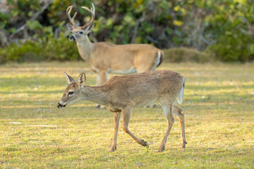 Key Deer taken on Big Pine Key Florida