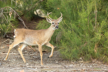 Key Deer taken on Big Pine Key Florida