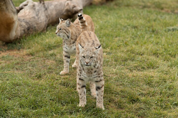Bobcat pair taken in South Dakota