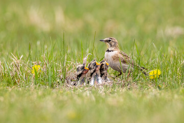 Horned Lark adult female at nest with babies taken in southern MN