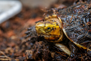 セマルハコガメ