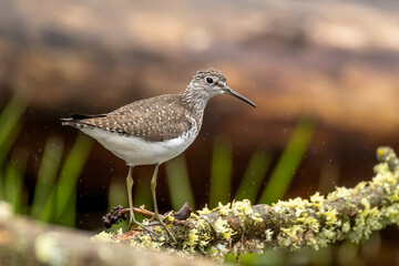 Solitary Sandpiper in northwoods of Minnesota
