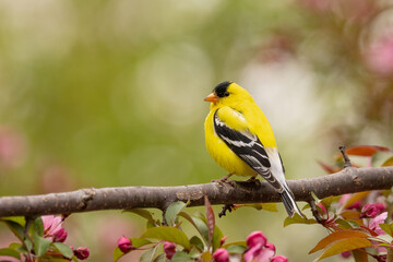American Goldfinch male taken in southern MN