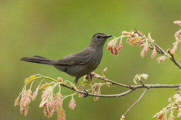 Gray Catbird taken in southern MN