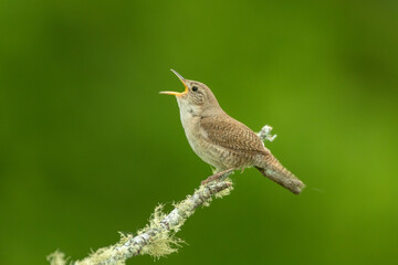 House Wren taken in southern MN