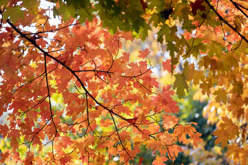 Autumn nature in North Carolina mountain woods