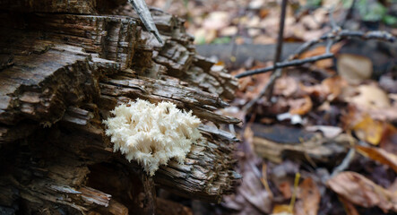 Thriving on the decaying bark of a tree trunk, the fascinating and edible mushroom Hericium coralloides shows off its delicate, cascading Red Listed form.
