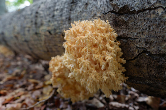 rare Hericium coralloides mushroom clings to a fallen tree trunk, unfurling its unique, coral-like structure in a serene forest setting.