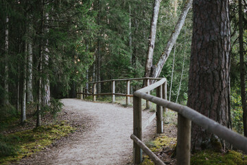 path with wooden railings in the middle of a forest with moss and trees