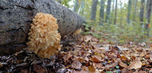 Affixed to a decomposing tree in the fall forest, the captivating Hericium coralloides mushroom displays its intricate.