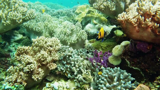 Fish, swimming and coral reef nature explore or blue girdled angelfish, seaweed plants or ocean current. Eco life animal, scuba tourism for tropical holiday or discover wildlife, biology or seagrass