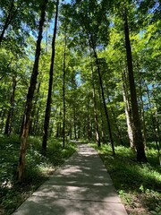 Fototapeta premium path in the forest