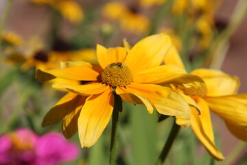 Golden Bloom, Fort Edmonton Park, Edmonton, Alberta