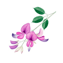 萩 秋の花　挿絵　水彩 イラスト