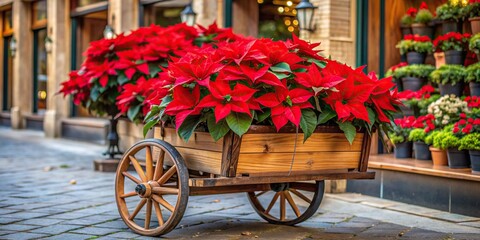 A wooden cart filled with vibrant red poinsettias Euphorbia pulcherrima is placed in front of a shop framing the scene with natural beauty, street market, commercial space