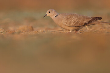 Ring necked dove standing on ground. Bird background.