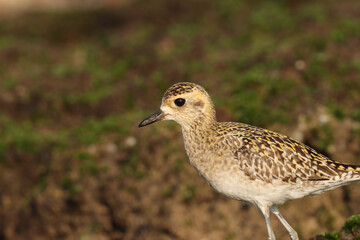 Pacific golden plover closeup. Bird closeup.