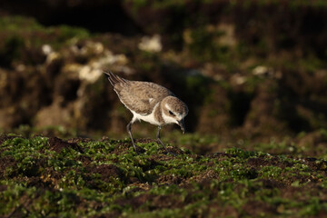 Brown and white bird standing on rock. Bird background.