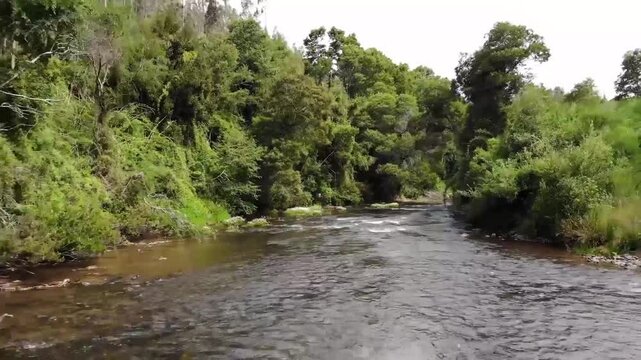 river in the woods iranian