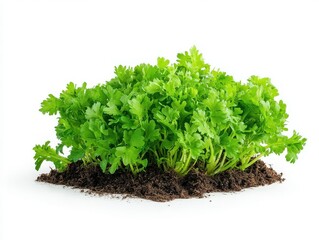 Obraz premium Fresh cilantro plant with vibrant green leaves and rich soil, perfect for culinary and gardening purposes.