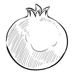 pomegranate handdrawn illustration