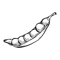 peas handdrawn illustration