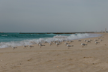 Flock of seagulls gathered on a sandy beach by the sea