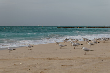 Flock of seagulls gathered on a sandy beach by the sea