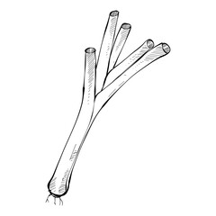 leek handdrawn illustration