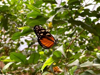 Orange and Black Butterfly Resting on Green Leaves in Natural Habitat