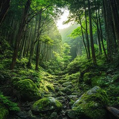 Fototapeta premium Beautiful forest in rural Japan.