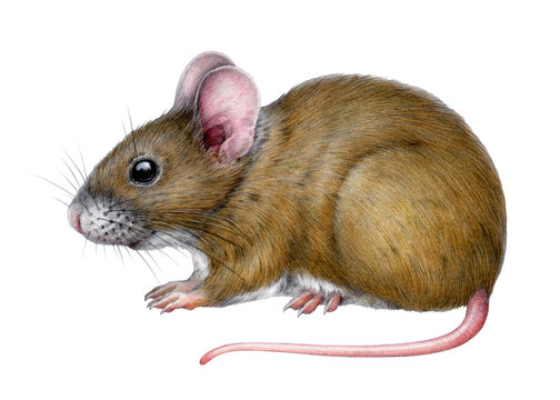 Cute little mouse vintage style illustration. Hand drawn close-up small rodent isolated on white background. Small realistic mousy wild and domestic animal with cute ears and long tail
