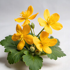 Fototapeta premium bouquet of flowersflower, frangipani, plumeria, nature, plant, yellow, tropical, blossom, flowers, leaf, flora, bloom, beauty, petal, summer, garden, floral, spa, spring, hawaii, bali, tree, thailand,