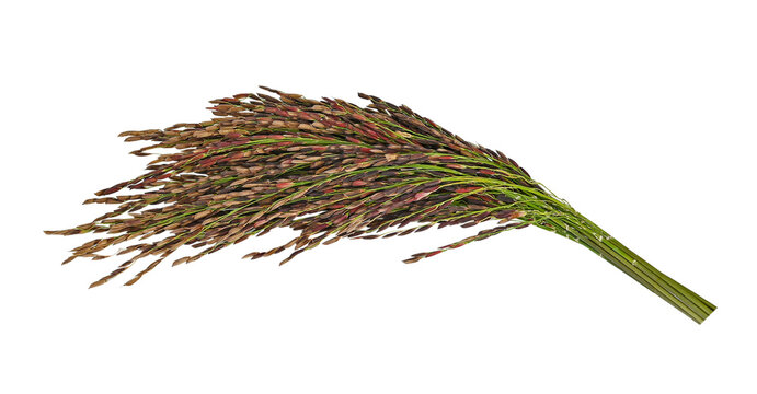Riceberry rice on transparent png