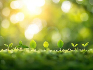 Obraz premium A close-up view of young green leaves sprouting in sunlight, symbolizing growth and renewal in a natural setting.
