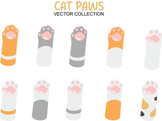 cat paws