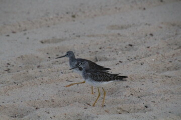 Birds On The Beach, Elk Island National Park, Alberta