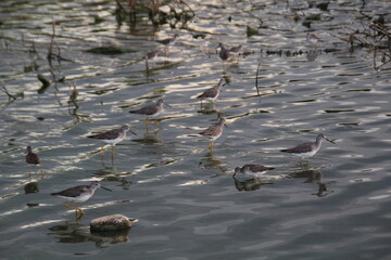 Flock In The Water, Elk Island National Park, Alberta
