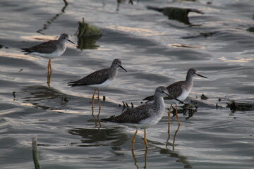 Flock Of Sandpipers, Elk Island National Park, Alberta
