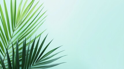Fototapeta premium Green palm leaves isolated on a light blue background