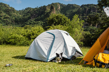 Border collie resting at a white camping tent near the mountain.