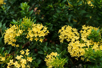 Ixora coccinea flower, Yellow ixora with leaves