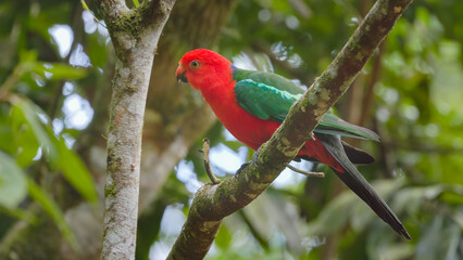 low angle shot of a male king parrot perching on a branch